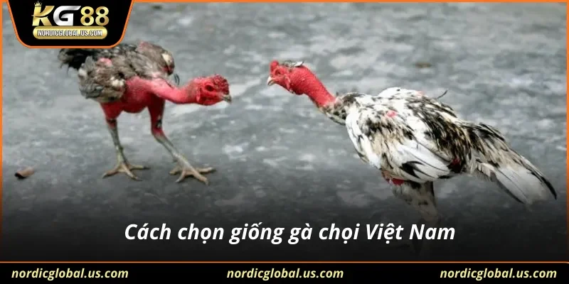 Cách chọn giống gà chọi Việt Nam
