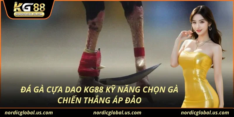 Đá Gà Cựa Dao KG88 Kỹ Năng Chọn Gà Chiến Thắng Áp Đảo