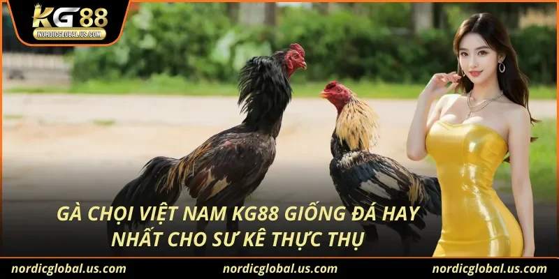 Gà Chọi Việt Nam KG88 Giống Đá Hay Nhất Cho Sư Kê Thực Thụ