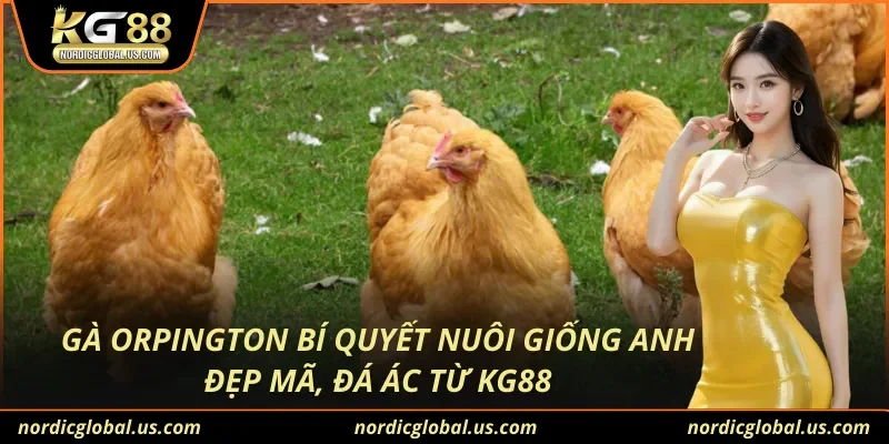 Gà Orpington Bí Quyết Nuôi Giống Anh Đẹp Mã, Đá Ác Từ KG88