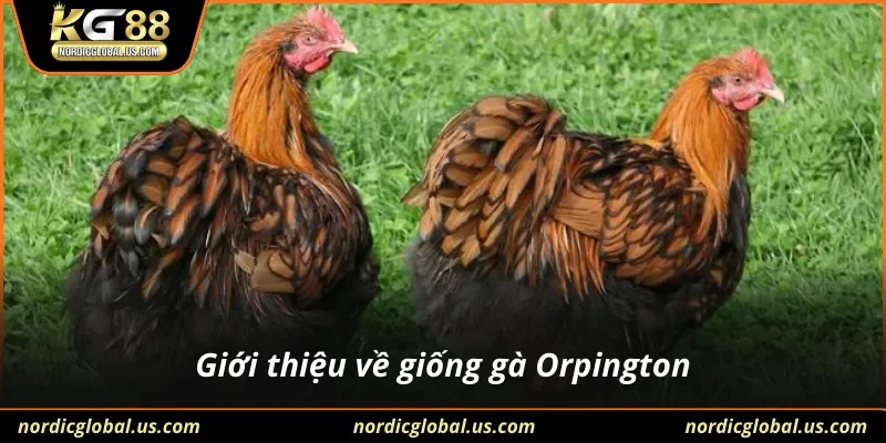 Giới thiệu về giống gà Orpington