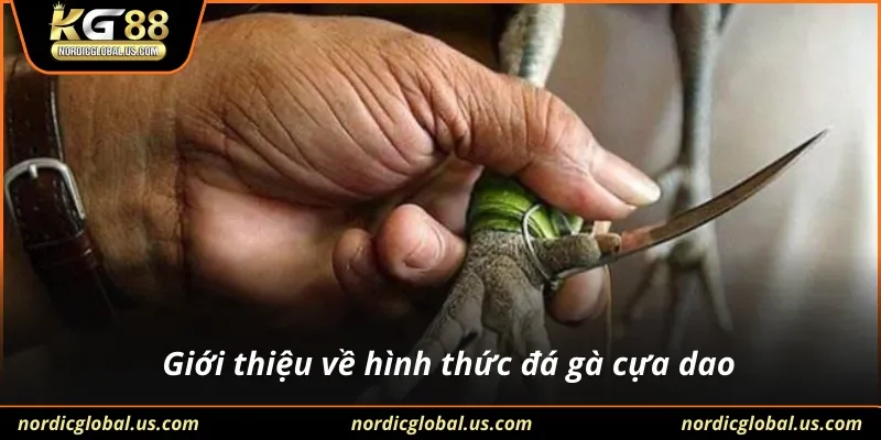 Giới thiệu về hình thức đá gà cựa dao