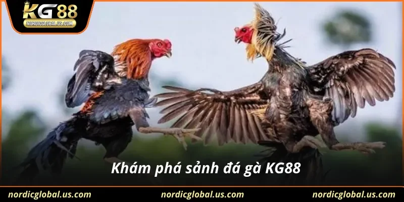 Khám phá sảnh đá gà KG88