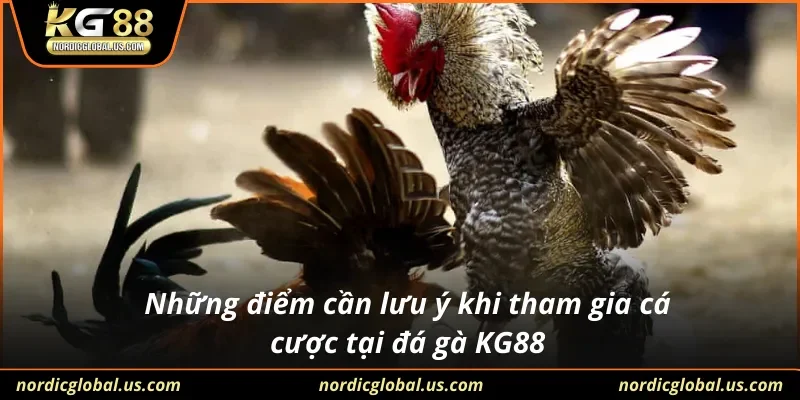 Những điểm cần lưu ý khi tham gia cá cược tại đá gà KG88