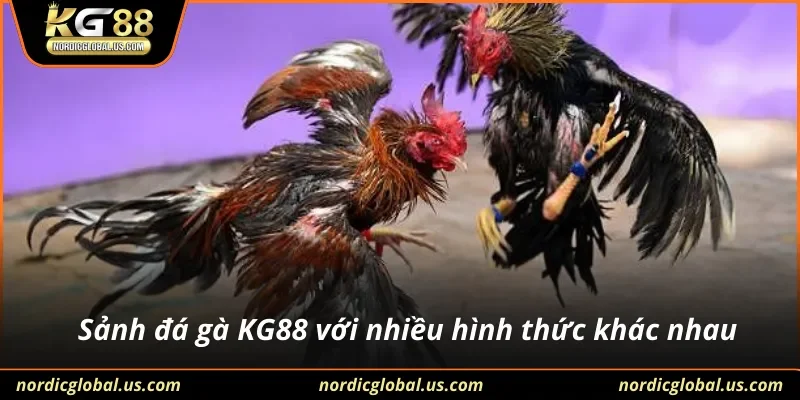 Sảnh đá gà KG88 với nhiều hình thức khác nhau